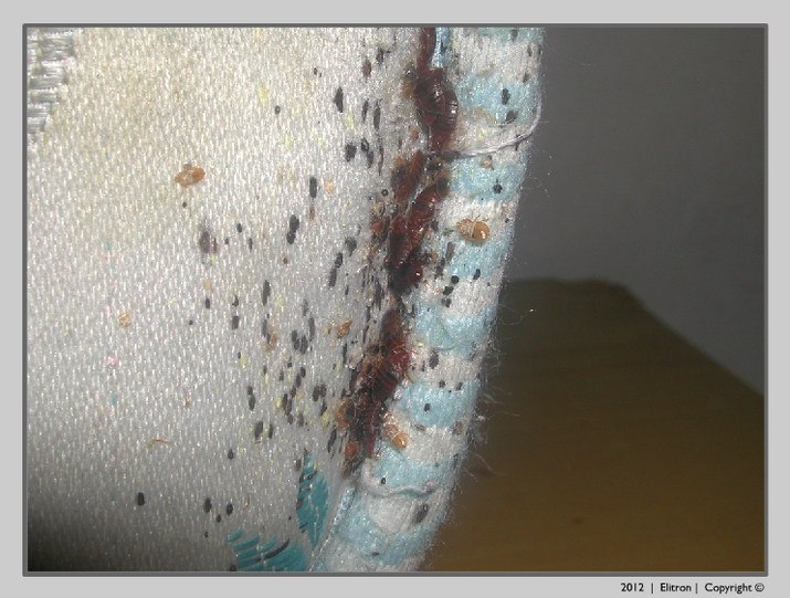 Foto Punture Cimici Da Letto