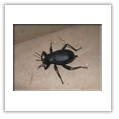 Descrizione: - Carabus concolor - Val Bognanco (VB)
