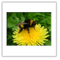 Descrizione: - Cicindela gallica - Val Martello (BZ)