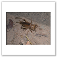 Descrizione: - Cicindela hybrida - Macugnaga (VB)