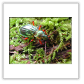 Descrizione: - Cychrus attenuatus - Monte Pietra Corva (PV)