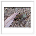 Descrizione: - Dolichovespula media - Caprile (GE)