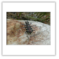 Descrizione: - Evodinus interrogationis - Macugnaga (VB)