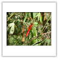 Descrizione: - Gnorimus variabilis - Samone (MO)