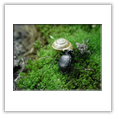 Descrizione: - Graphosoma lineatum - Collemezzano (LI)