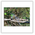 Descrizione: - Agapanthia villosoviridescens - Oasi di Lacchiarella (MI)