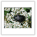 Descrizione: - Iphiclides podalirius - Milano, Parco delle Cave