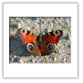 Descrizione: - Lixus angustatus - Milano, Bosco in Citt�