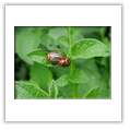 Descrizione: - Megopis scabricornis - Milano, Parco delle Cave