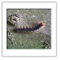Descrizione: Apis mellifera - Schenna (BZ)
