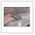 Descrizione: - Nebria psammodes - Torrente Borbera (AL)