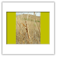 Descrizione: - Neoclytus acuminatus - Campogalliano (MO)