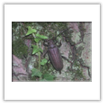 Descrizione: - Nymphalis antiopa - Slovacchia, Monti Tatra-Vlkolinec