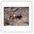 Descrizione: - Ocypus tenebricosus - Montigglerseen (BZ)