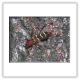 Descrizione: - Orthetrum albistylum - Milano, Parco delle Cave