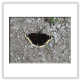 Descrizione:  - Oryctes nasicornis - Pavia, centro storico