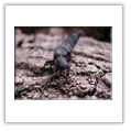 Descrizione: - Pachyta quadrimaculata - Slovacchia, Monti Tatra-Kvaciany