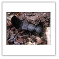 Descrizione: - Pentatoma rufipes - Pombia (NO)