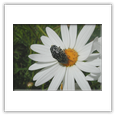 Descrizione: - Ragno Thomisidae - Monte Pietra Corva (PV)