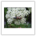 Descrizione: - Rhynocoris rubricus - Monti Sibillini (AP)