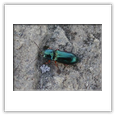 Descrizione: - Trichodes apiarius - Monte Pietra Corva (PV)