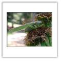 Descrizione: - Xylocopa violacea - Oberbozen (BZ)
