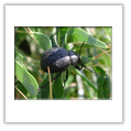Descrizione: - Xylodrepa quadrimaculata - Cremeno (LC)