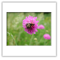 Descrizione: - Polistes biglumis - Ape Pirlo - Valmalenco (SO)