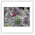 Descrizione: - Papilio machaon larva - Milano - Boscoincitt�