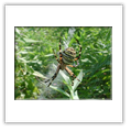 Descrizione: - Miris striatus - Caprile (GE)