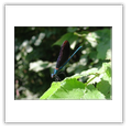 Descrizione: - Gonioctena fornicata - Fiume Po, Boretto (RE)