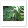 Descrizione: - Vespula germanica - Milano, Boscoincitt�