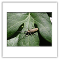 Descrizione: - Brachytrupes megacephalus - Tunisia, Djerba