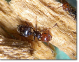 Formica carpentiere (Camponotus vagus, Camponotus ligniperda): disinfestazione locali, ambienti