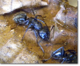 Formica carpentiere (Camponotus vagus, Camponotus ligniperda): disinfestazione locali, ambienti