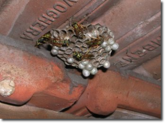 Vespe cantonarie: nido vespe interventi disinfestazione, milano