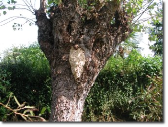 Calabrone: nidificare nel cavo di grandi tronchi - interventi ambientali 