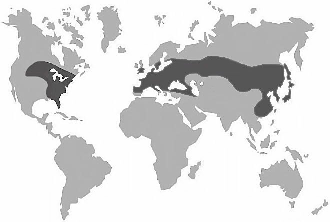 Calabroni: Mappa località dove sono presenti i calabroni