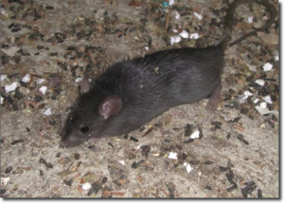 Ratto nero (Rattus rattus): disinfestazione roditori, pronto intervento milano