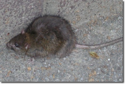 Ratto di fogna (Rattus norvegicus): derattizzazione